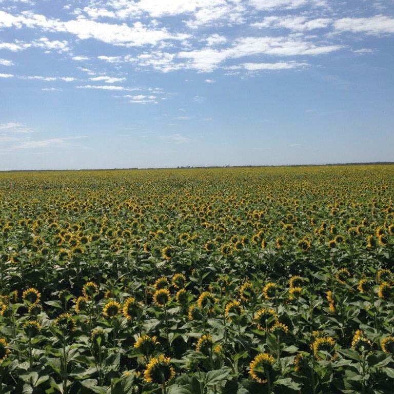 Imagen de un campo de girasoles